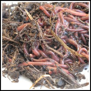 HealthfulMama_WorstGreenGifts4