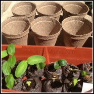 Veggies, Here We Come! #DigIn
