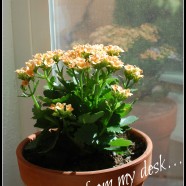 Let’s Lighten It Up: It’s Spring!