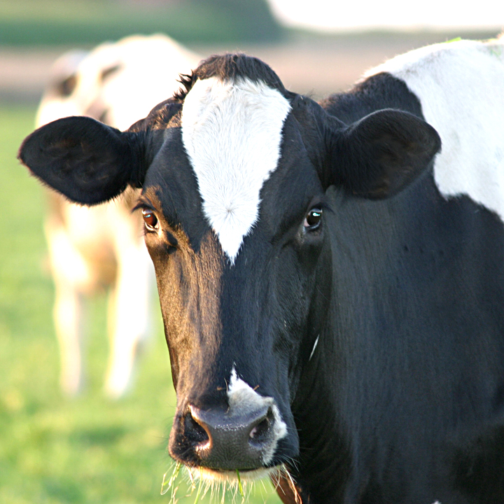 How Now, Organic Cow? -- The Organic Milk Shortage and Why You Should Care